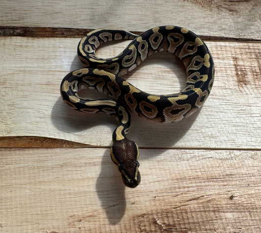 Python Regius Phantom