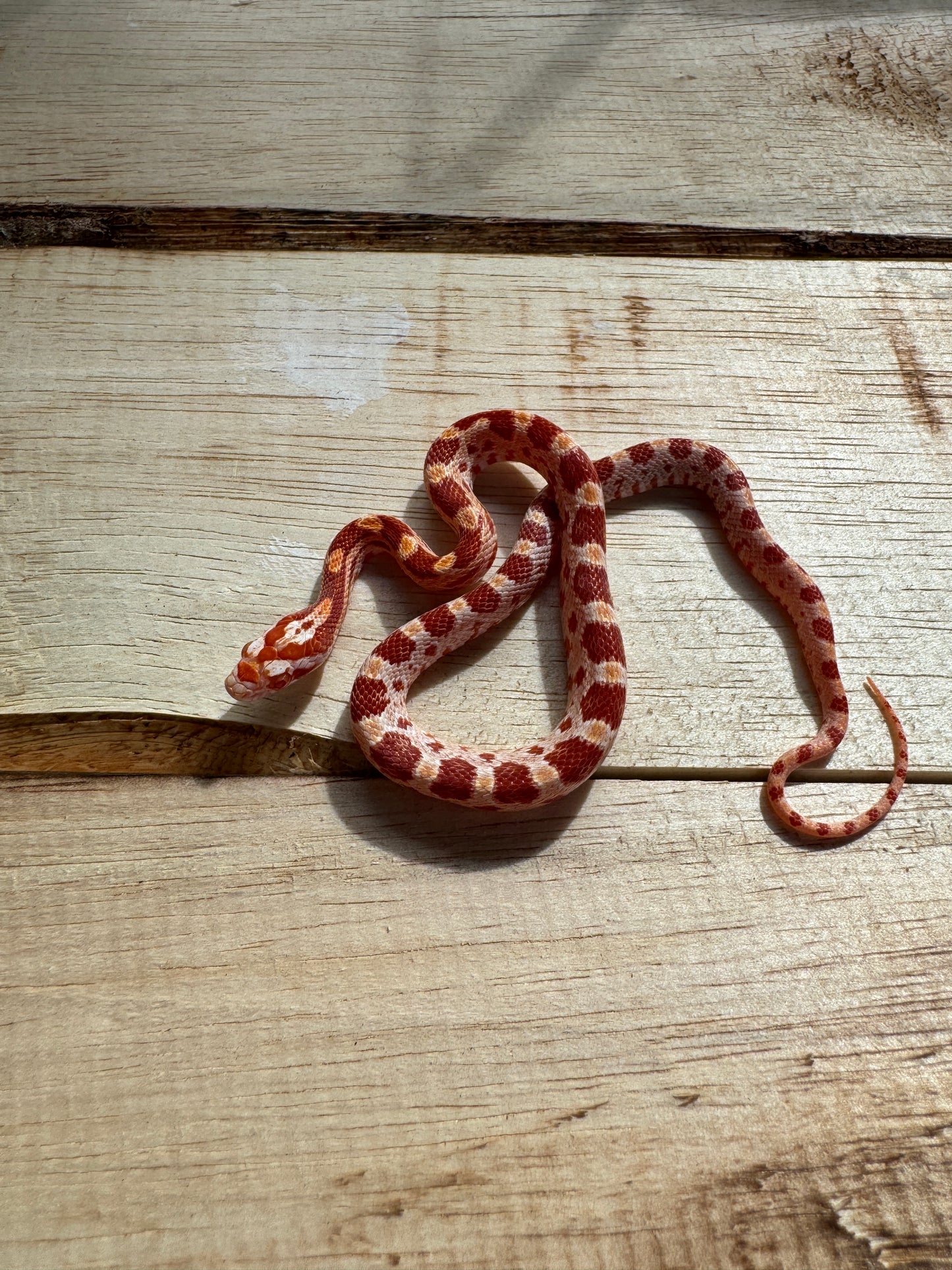 Pantherophis Guttatus Amela