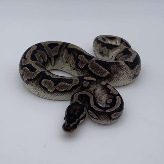 Python Regius Piedball Axanthic VPI Low White