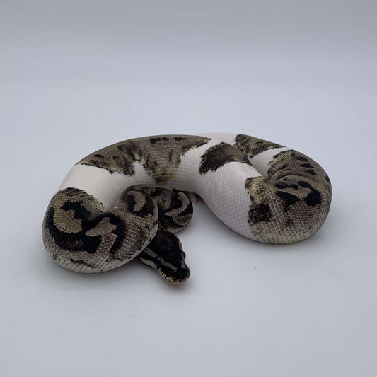 Python Regius Piedball Axanthic VPI