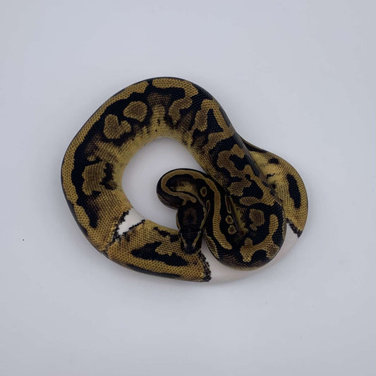 Python Regius Piedball 100% het Axanthic VPI