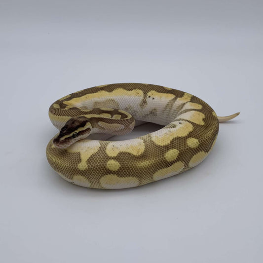 Python Regius Enchi Butter Sugar Pastel